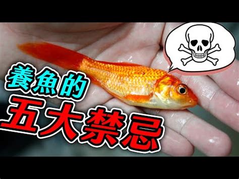 養魚 種類|養魚新手入門：12個教學讓你養魚一次上手（新手必讀）